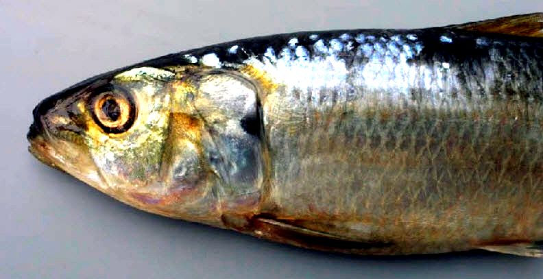 Sardinella aurita_02.jpg